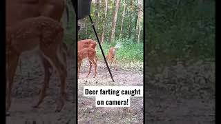 anthony fachini share deer farts on camera photos