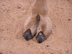 La Pata De Camello na nude