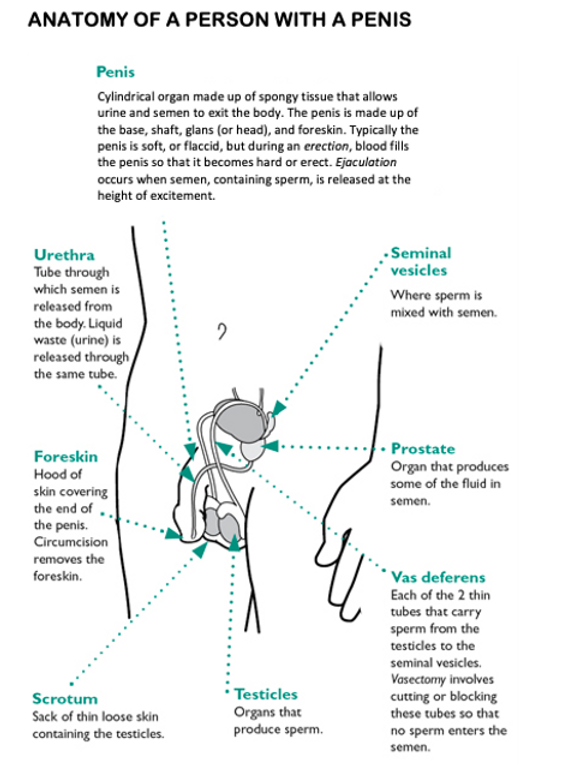 darwin diego recommends how many holes does a woman have diagram pic