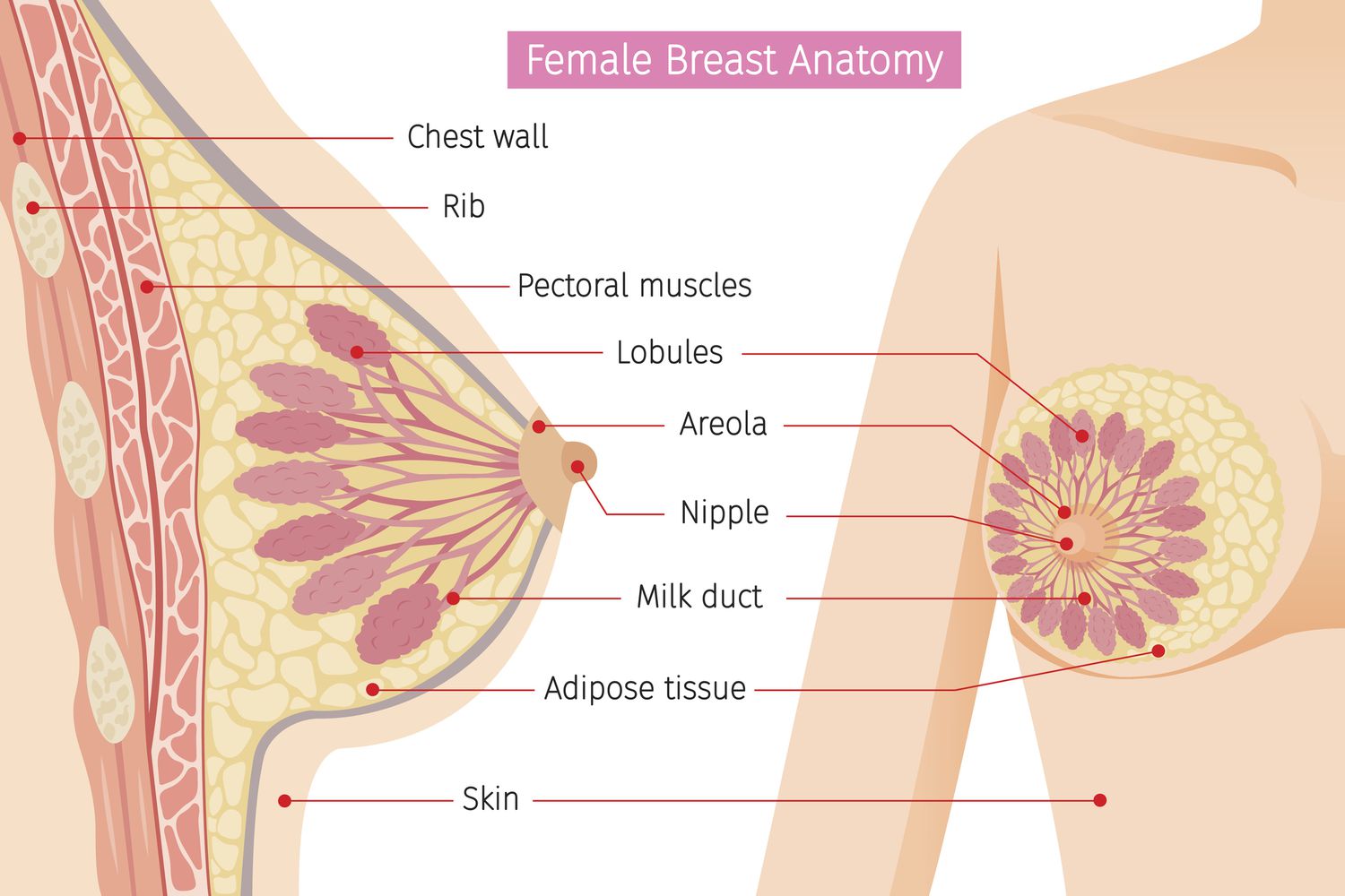 how many holes does a woman have diagram