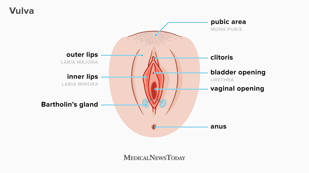 arthur bacchus add photo how many holes does a woman have diagram