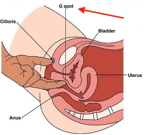 bryan sansone recommends how many holes does a woman have diagram pic