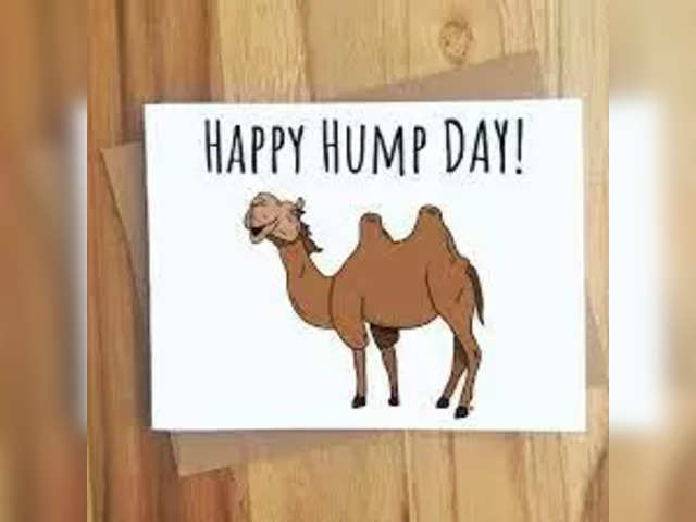 amy smelt recommends Hump Day Image