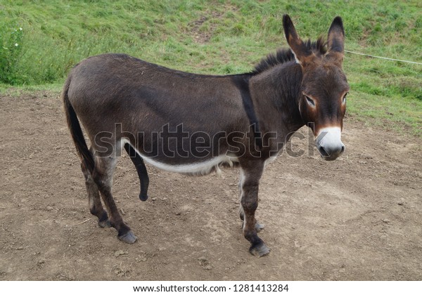 Best of Pictures of donkey dick