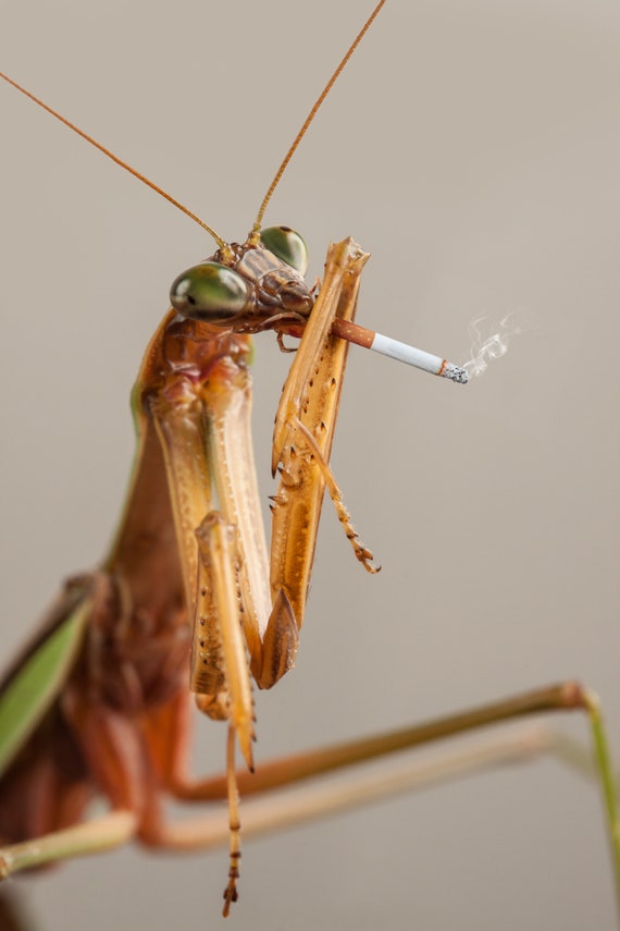 david mart share praying mantis eating nipple photos