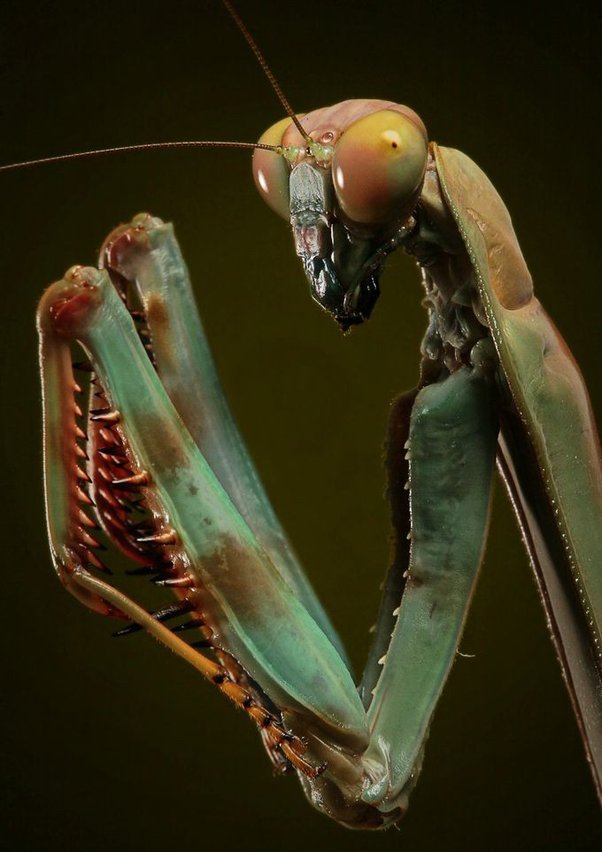 dakota roy add photo praying mantis eating nipple