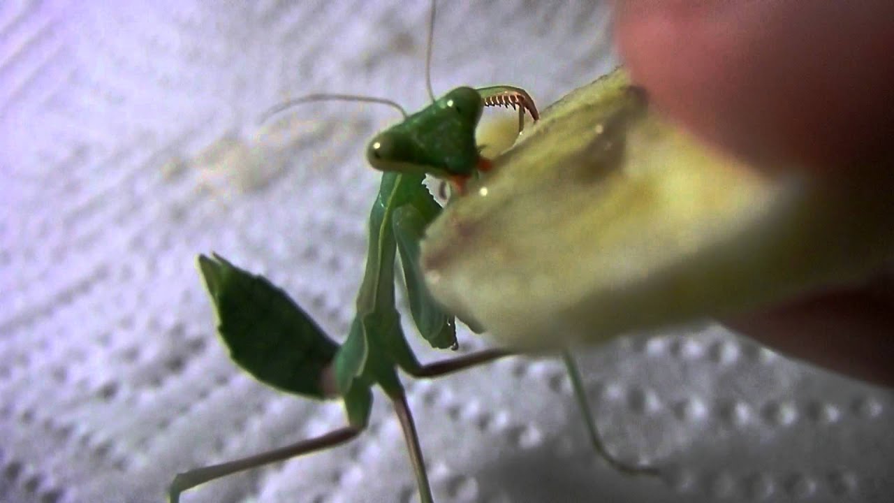 andrea jane wilson add praying mantis eating nipple photo
