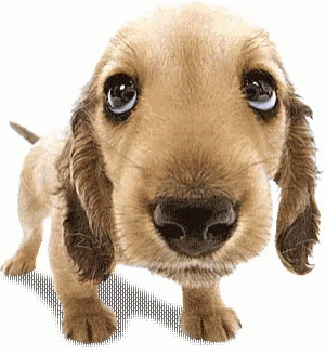 adnan karamat recommends Puppy Eyes Gif