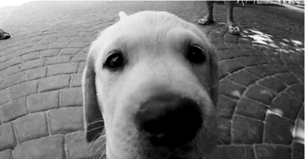 al carlo share puppy eyes gif photos