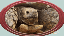april spaulding recommends Turtle Head Poking Out Gif