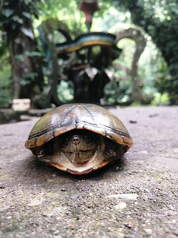 Turtle Head Poking Out Gif pics knulle